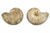 Jurassic Cut & Polished Ammonite Fossil - Madagascar #289293-1